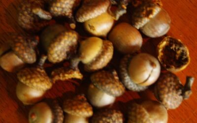 Life in a Nutshell, Part 1