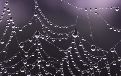 Webs of Joy