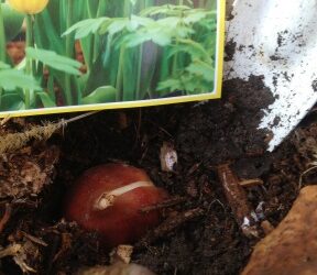 Sowing Some Happiness