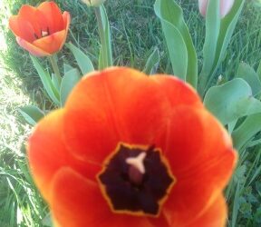 Harvesting Happiness