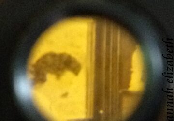 Father’s Day & Hallowed Ground