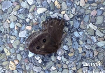 Something Old, Something New, Something…Shiny