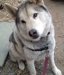 Training Tips for Pets…and People