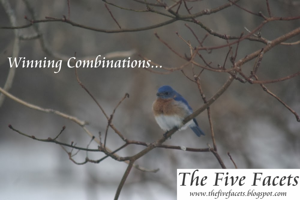 Eastern-Bluebird