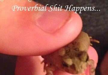 Just Like the Proverbial Shit Happens, Happy Happens