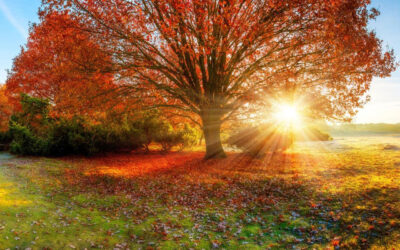 Thanksgiving, Surrender, and the Soft Power of Acceptance